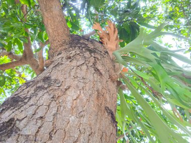 Kesilen ağaç gövdeleri yeni filizler açar.