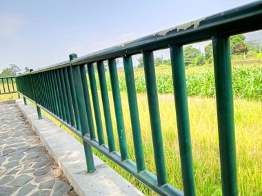 Kesilen ağaç gövdeleri yeni filizler açar.