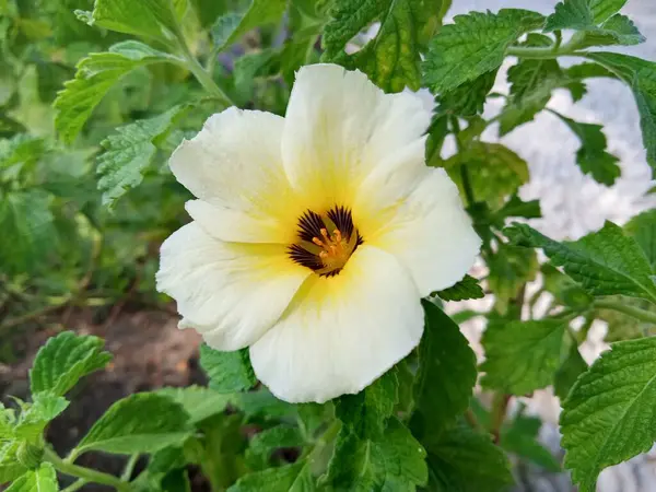 Kesilen ağaç gövdeleri yeni filizler açar.