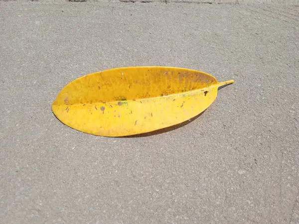 Kesilen ağaç gövdeleri yeni filizler açar.