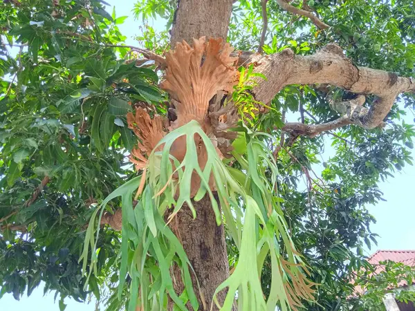 Kesilen ağaç gövdeleri yeni filizler açar.