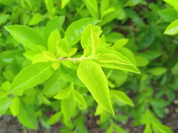 Kesilen ağaç gövdeleri yeni filizler açar.