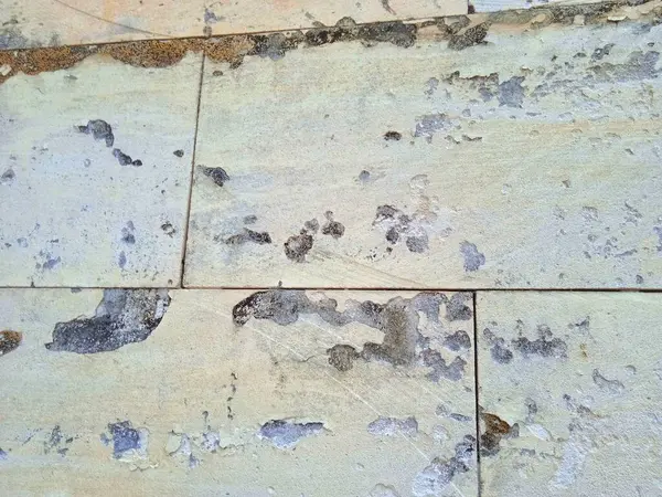 Kesilen ağaç gövdeleri yeni filizler açar.