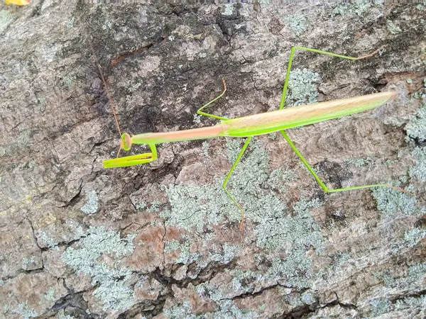 Kesilen ağaç gövdeleri yeni filizler açar.