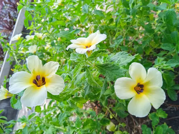 Turnera ulmifolia, yağ palmiyesindeki tırtılların kökünü kurutmak için kullanılır.