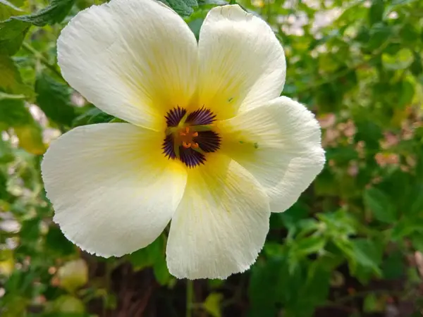 Turnera ulmifolia, yağ palmiyesindeki tırtılların kökünü kurutmak için kullanılır.