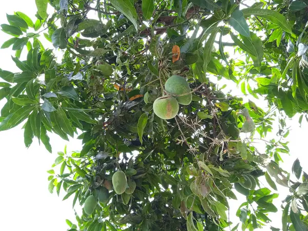 Kesilen ağaç gövdeleri yeni filizler açar.