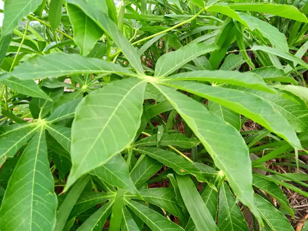 Cassava yaprakları taze yeşildir