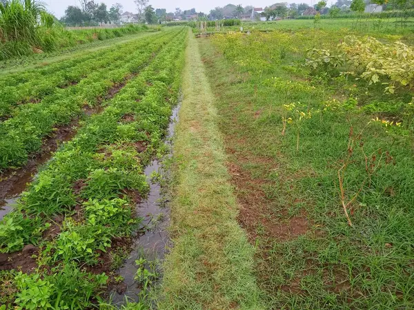Kesilen ağaç gövdeleri yeni filizler açar.