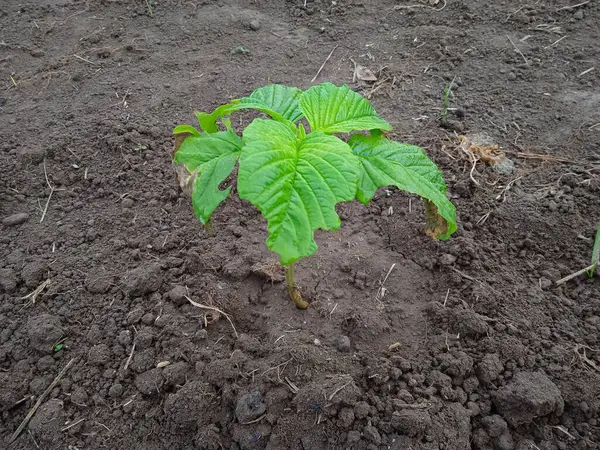 Ispanak ağaçları büyüyecek.