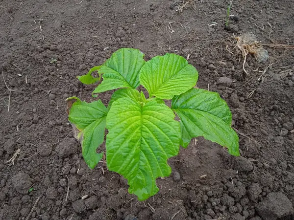 Ispanak ağaçları büyüyecek.