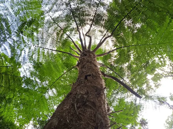 Ormandaki yüksek eğreltiotu ağaçları