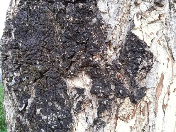 Arkaplan olarak kullanılabilen ahşap kabuk dokusu