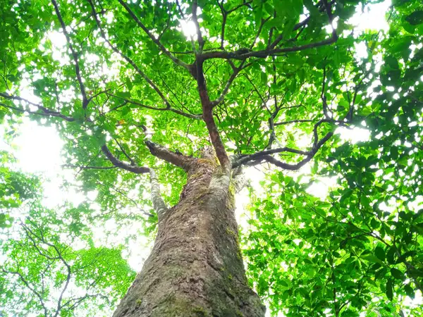 Yoğun yeşil yapraklı ağaç