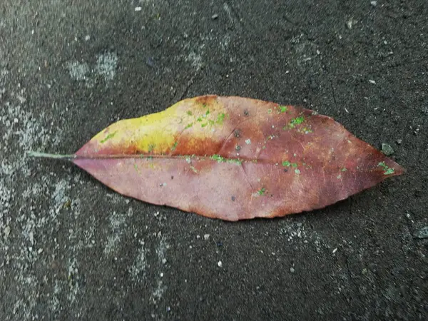 Yere düşmek kuru yapraklar