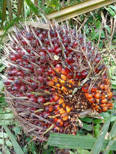criteria for oil palm fruit (Elaeis guineensis Jacq) ready to be used as palm oil