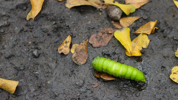 Larva (caterpillar) of the luna moth (Actias luna), one of the giant silkworm moths.