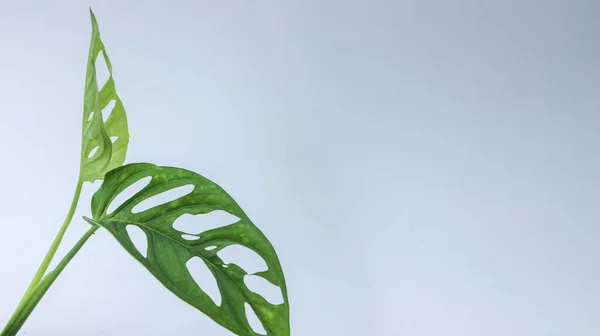 green leaves of tropical plant on white background. Janda Bolong. Gree  Monstera Adansoniileaves isolated on white background.