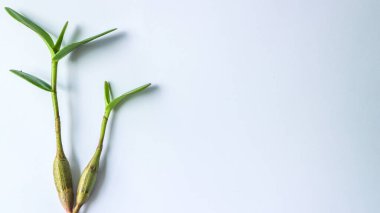 green leaves of a plant on a white background. Orchid leaves isolated on white background.