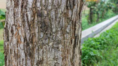 a vertical closeup shot of a tree trunk with a wooden fence