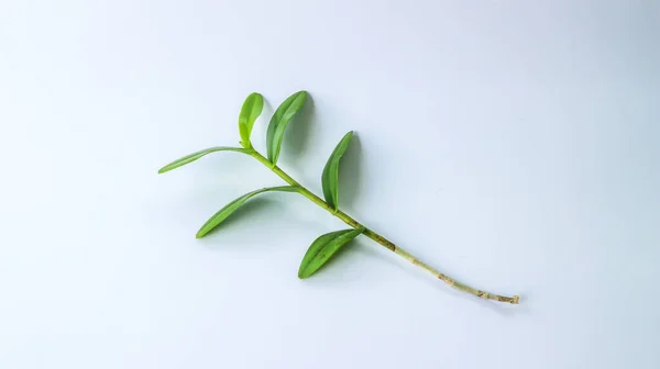 green leaves of a plant on a white background. Orchid leaves isolated on white background.