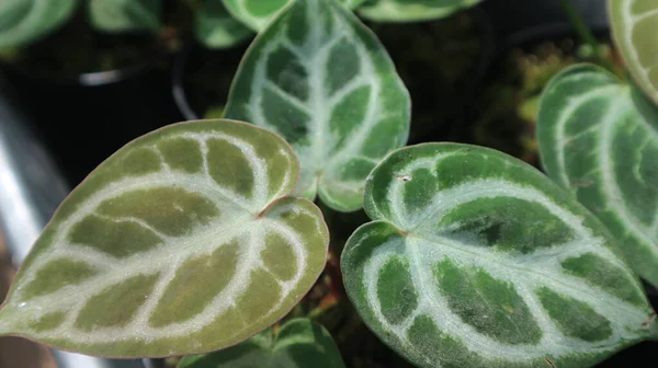 도라야 Anthurium Dorayaki 정원에 장식용 항아리 Anthurium Dorayaki Leaf 텍스처 — 스톡 사진