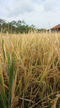 Çeltik tarlalarındaki pirinç sararmaya başladı. Tropikal ülkelerde tarım.