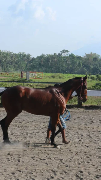 Ktoś Kto Trenuje Konie Torze Wyścigowym Ciągu Dnia — Zdjęcie stockowe