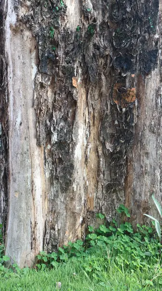 껍질을 나무의 껍질의 구조는 갈색으로 보인다 나무껍질의 — 스톡 사진