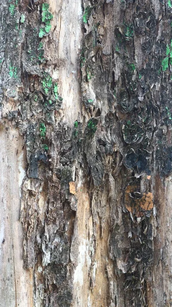 Textura Casca Uma Árvore Velha Que Foi Descascada Parece Preta — Fotografia de Stock