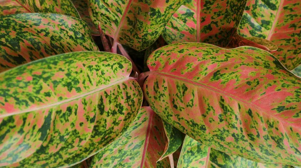 Background Texture Aglonema Leaves — Stock Photo, Image