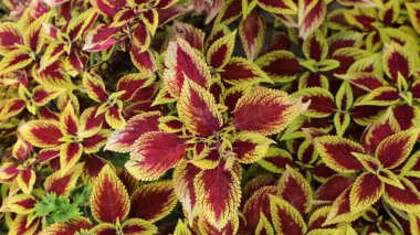 Coleus, boyalı ısırgan otu, Coleus Blumei, Plectranthus scutellarioides, Solenostemon scutellarioides. Bahçede büyüyen koleus bitkisinin parlak narin yapraklarına dokunmak.