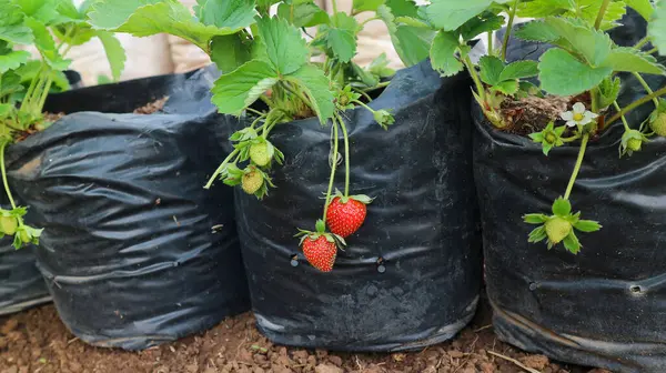 Red strawberries hanging from plant in poly bag