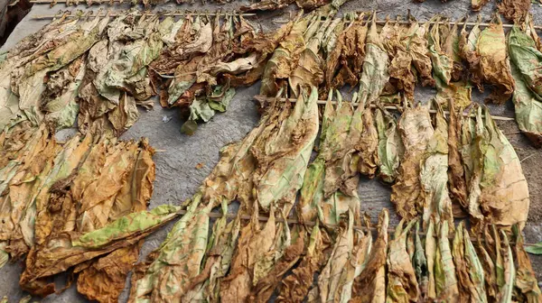 drying tobacco leaves in the sun, indonesia.