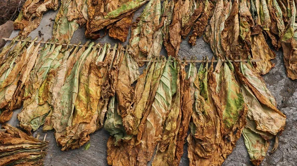 drying tobacco leaves in the sun, indonesia.