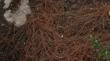 Ormandaki taşın üzerinde kuru çam iğneleri, doğa arka planı. tasarım ögesi