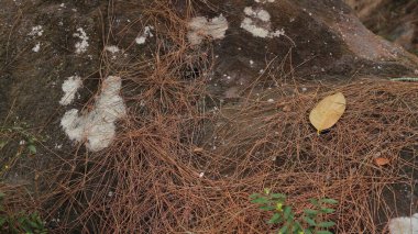 Ormandaki taşın üzerinde kuru çam iğneleri, doğa arka planı. tasarım ögesi