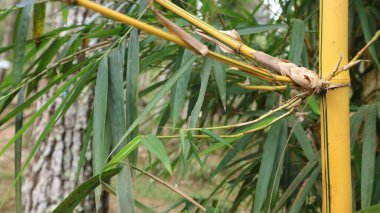 Sarı bambu ağacının arkaplan resmi.
