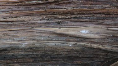 Kurumuş muz sapının detaylı dokusu. Geçmiş için çok iyi..