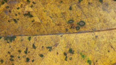 yaratıcı pankart tasarımı veya tebrik kartı için arkaplan dokusu sarı yaprak lifiName