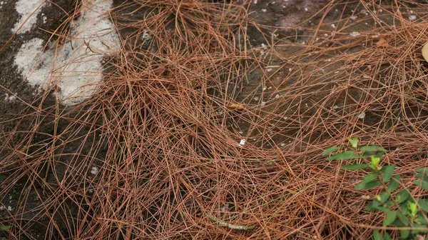 Ormandaki taşın üzerinde kuru çam iğneleri, doğa arka planı. tasarım ögesi