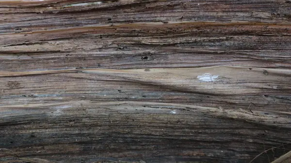 Kurumuş muz sapının detaylı dokusu. Geçmiş için çok iyi..