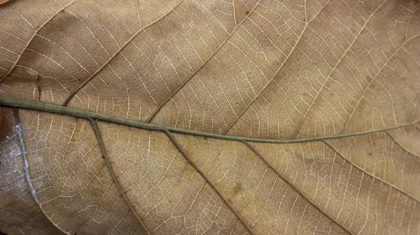 yaratıcı pankart tasarımı veya tebrik kartı için arkaplan dokusu kahverengi tik yaprağı lif