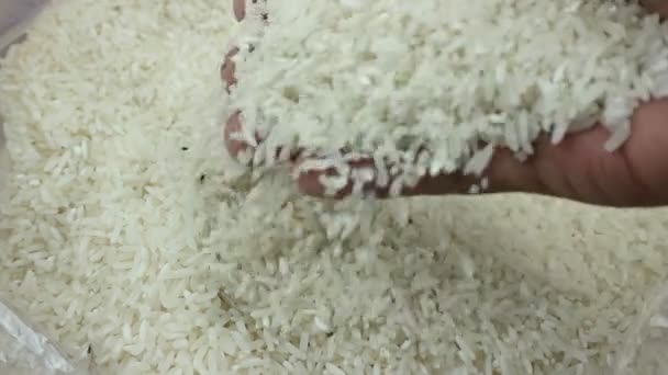 在米粒中间移动的一群稻鼠的特写镜头 粪甲虫 破坏生稻米的昆虫 — 图库视频影像