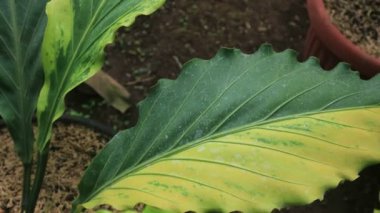 Bahçede yeşil ve sarı yapraklı şarbon sabanı var.