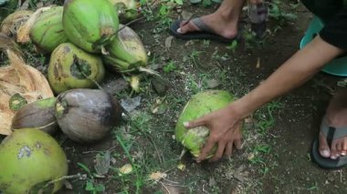 İşçiler hindistan cevizi soyarken açık havada sivri uçlu bıçak kullanıyorlar..