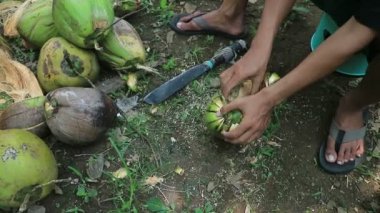 İşçiler hindistan cevizi soyarken açık havada sivri uçlu bıçak kullanıyorlar..