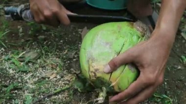 İşçiler hindistan cevizi soyarken açık havada sivri uçlu bıçak kullanıyorlar..