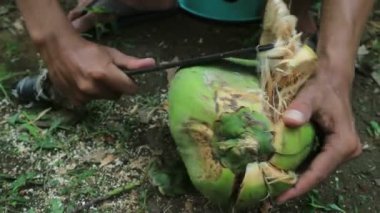 İşçiler hindistan cevizi soyarken açık havada sivri uçlu bıçak kullanıyorlar..