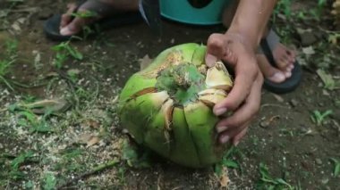 İşçiler hindistan cevizi soyarken açık havada sivri uçlu bıçak kullanıyorlar..
